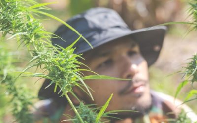 How Long Does Weed Stay in Your System? A 2025 Comprehensive Guide